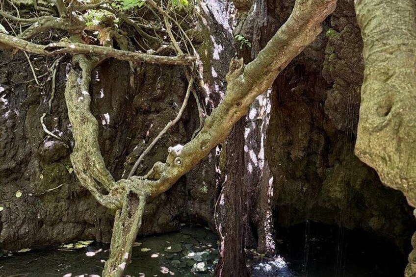 A tree with roots extending into a cave. 4