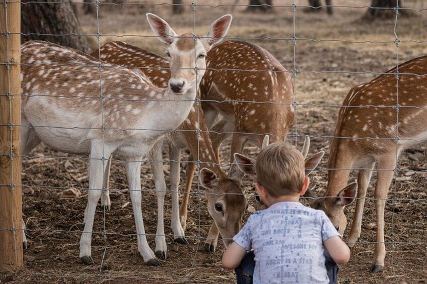 A child observing deer through a wire fence in a dry, grassy enclosure. 2