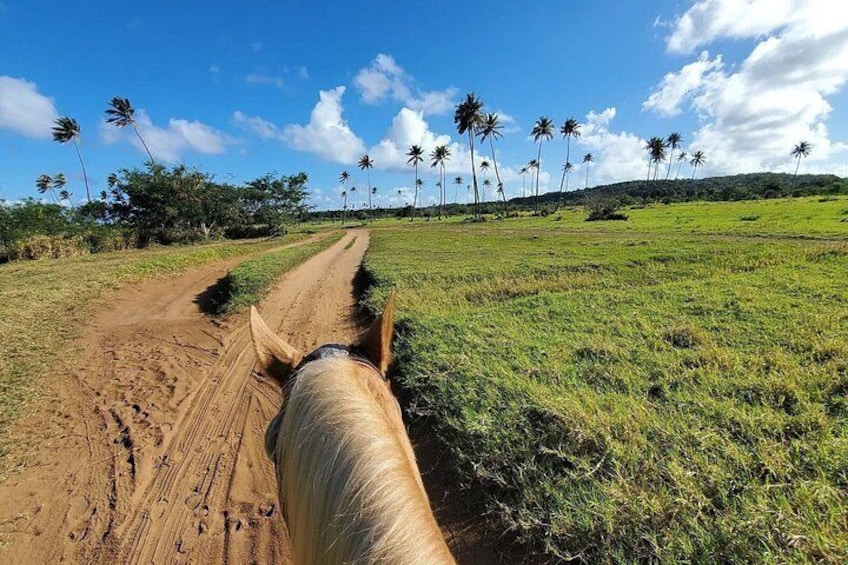 Playuela's Horseback Riding Tours on Aguadilla Beach 2
