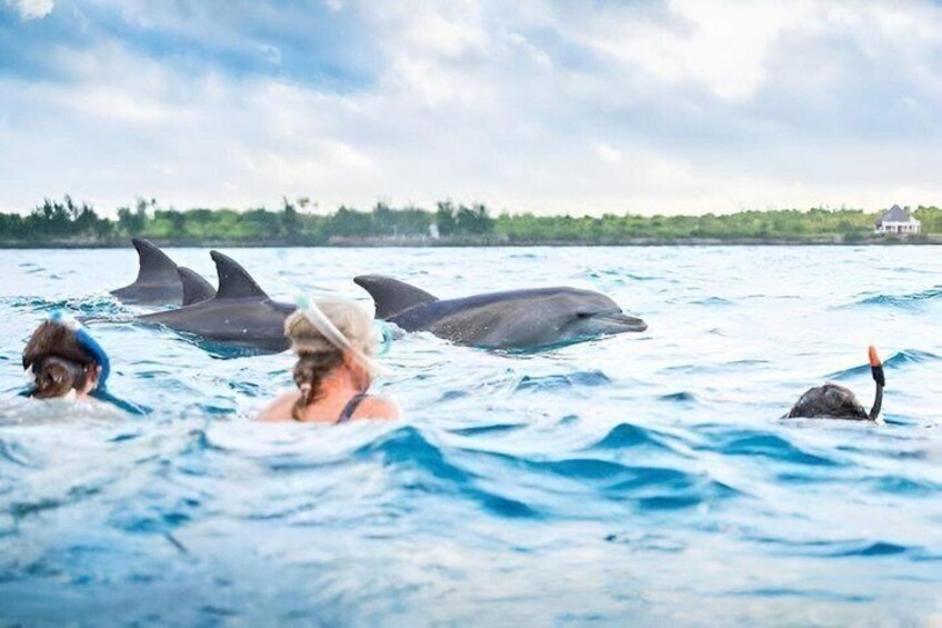 People swimming with dolphins in the ocean, with a house visible on the horizon. 4