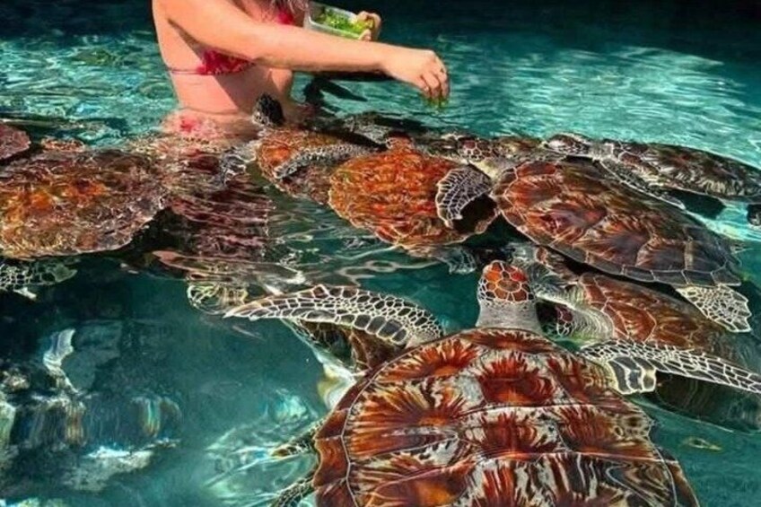 A person feeding sea turtles in a clear pool. 2