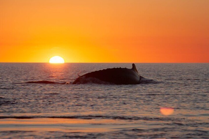A whale breaching the ocean at sunset. 2