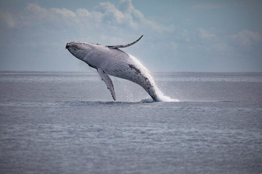 A humpback whale breaching the ocean surface. 5