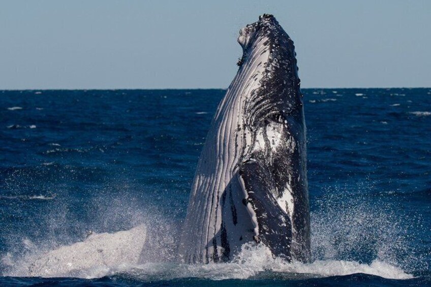 A whale breaching with water splashing around it. 4