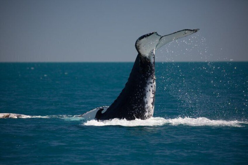 A whale breaching with its tail flukes visible above the water. 3