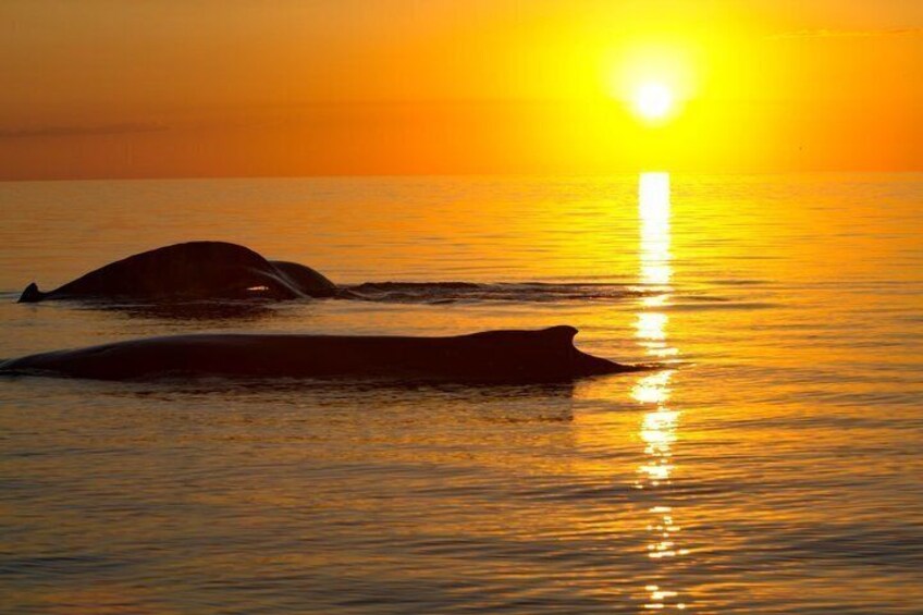 A sunset over the ocean with two whales swimming. 1