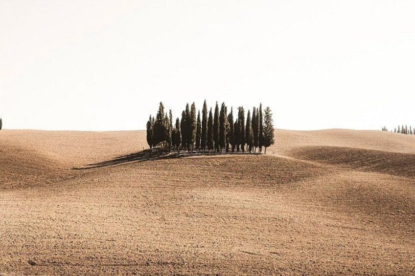 A field with a cluster of tall trees in the center. 3