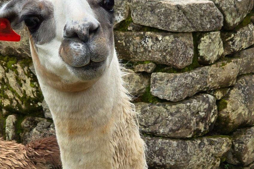 A llama with a red tag on its ear, standing in front of a stone wall. 4