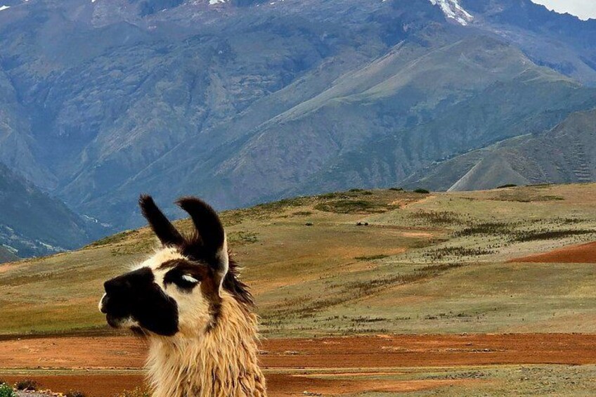 A llama in a mountainous landscape. 5