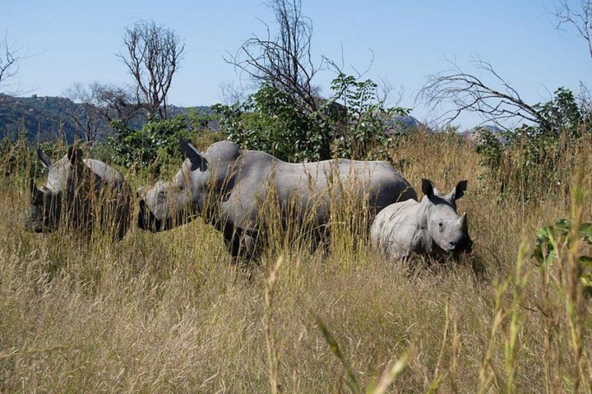 A group of rhinos in a grassy field with trees and hills in the background. 3