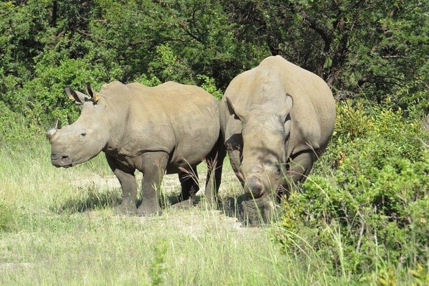 Two rhinos in a grassy field with dense greenery in the background. 5