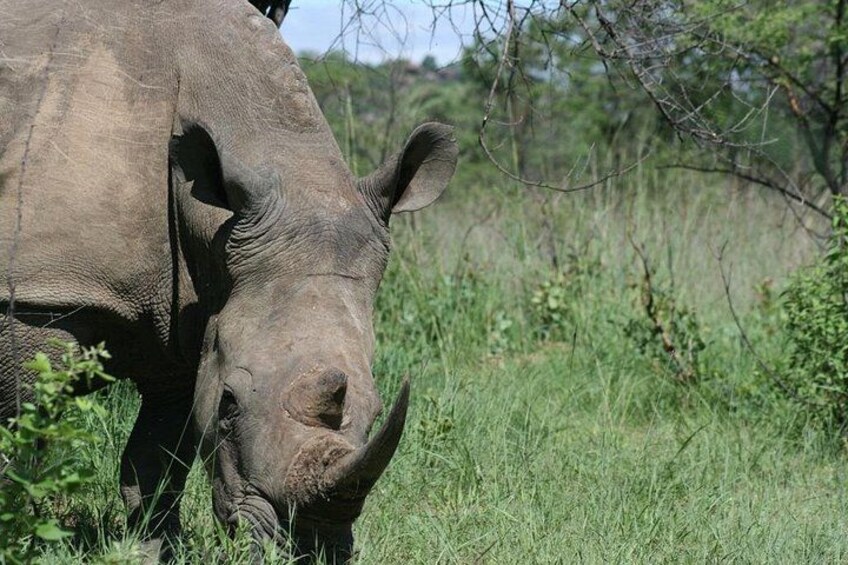 A rhinoceros grazing in a grassy field. 4