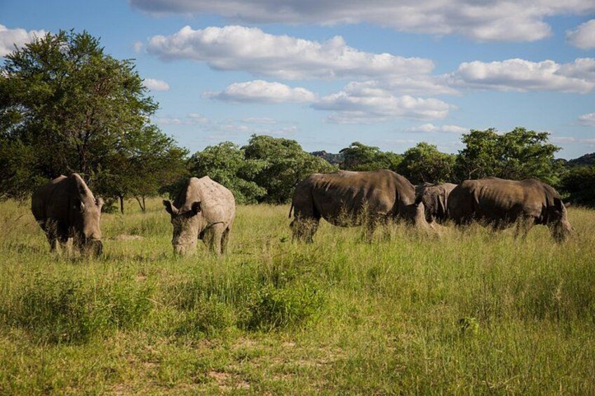 A group of elephants grazing in a grassy field with trees in the background. 2