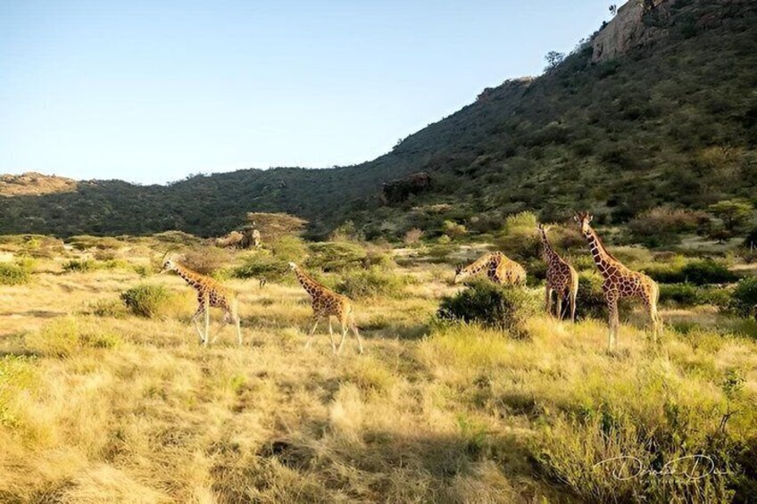 A group of giraffes in a grassy savanna with hills in the background. 4