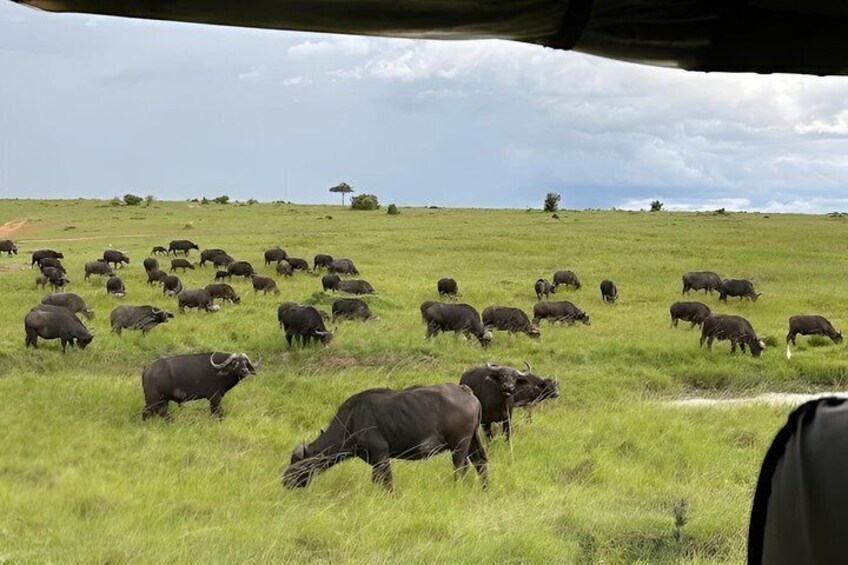 A herd of buffalo grazing in a grassy field with a dirt path and sparse trees in the background. 3