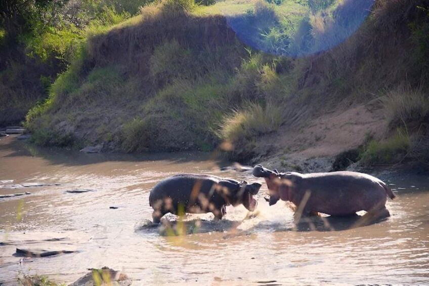 Hippos in a river surrounded by grassy banks. 5