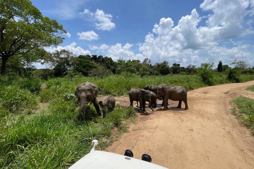 A dirt road with elephants. 3