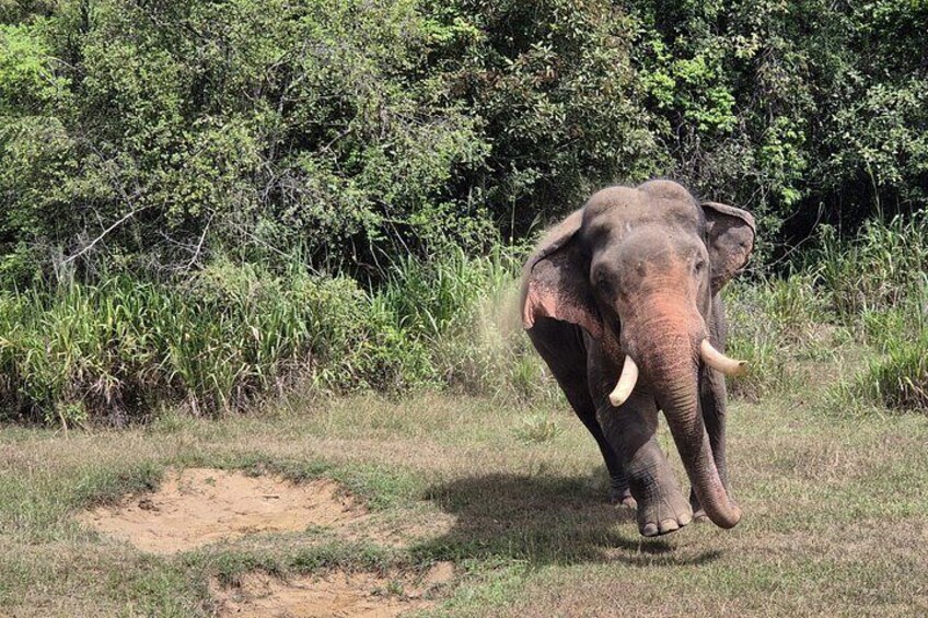 An elephant walking in a grassy area with dense foliage in the background. 1