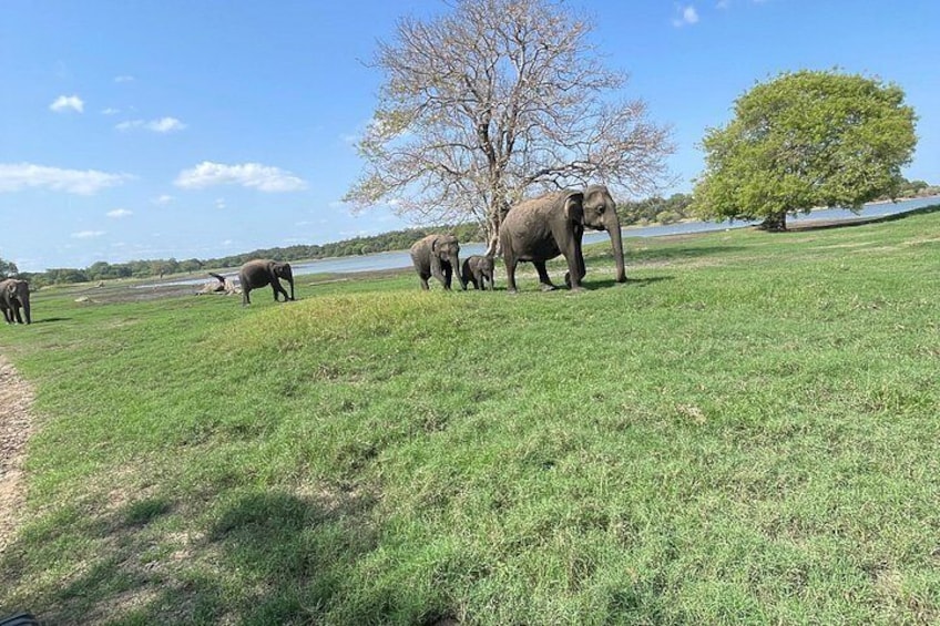 A grassy field with elephants and trees. 3
