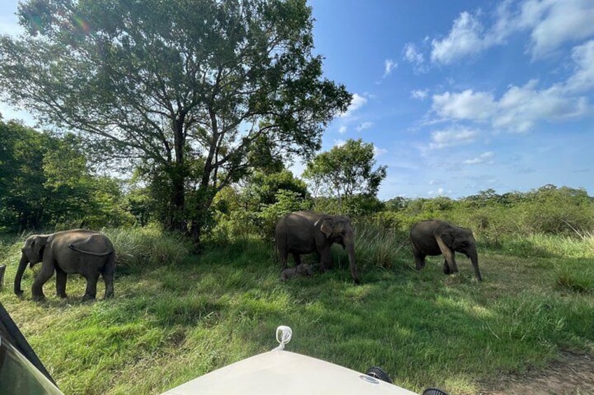 Elephants in a grassy area with trees and a clear sky. 2