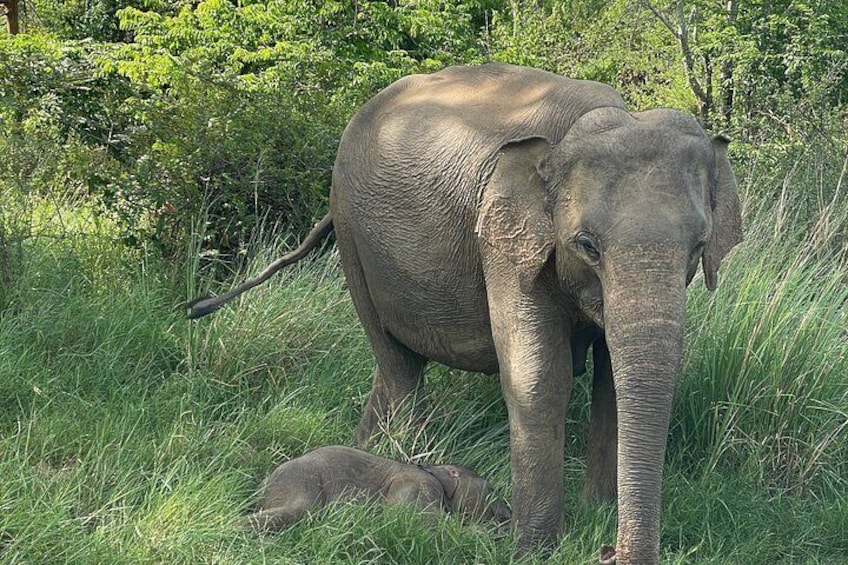 An elephant standing in a grassy area with trees in the background. 5