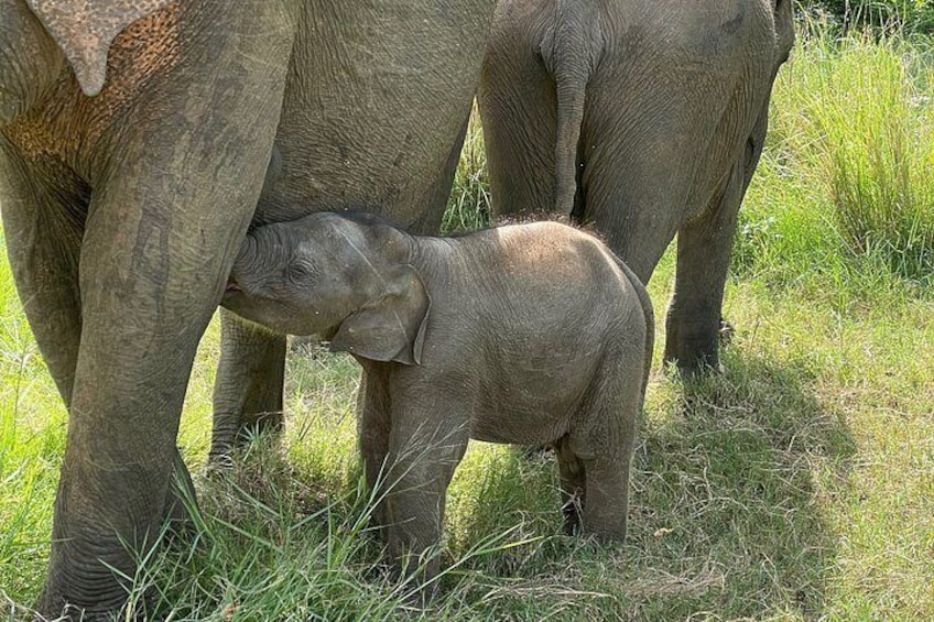 An elephant with a calf standing in a grassy field. 4