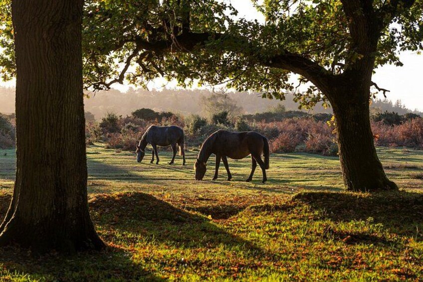 Two horses grazing under trees in a grassy field. 4