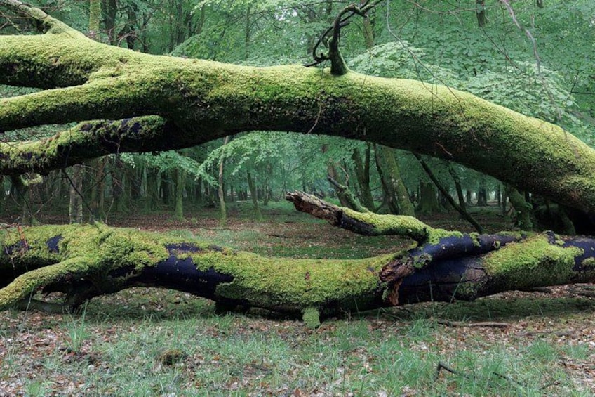A moss-covered fallen tree in a forest. 3