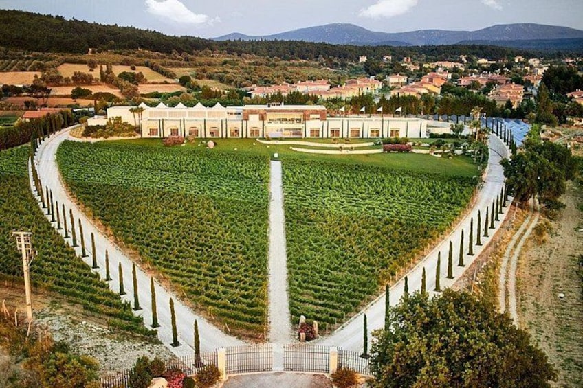 A vineyard with rows of grapevines, a central pathway, and a building in the background. 4