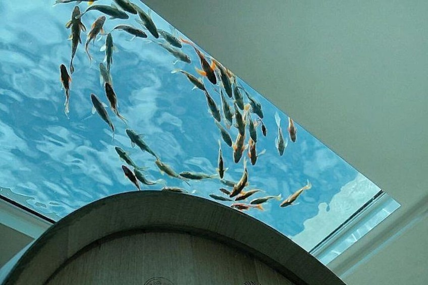 A large aquarium with koi fish swimming in clear water. 5