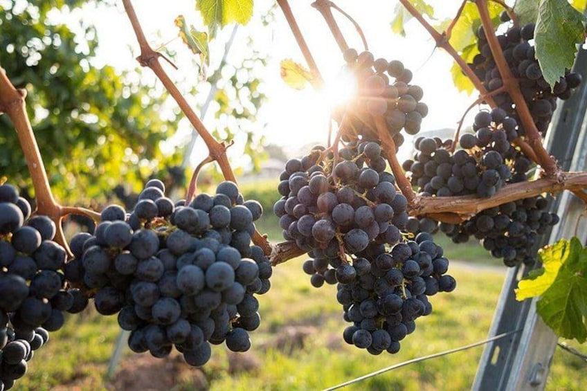 Clusters of dark purple grapes on vine branches in a vineyard. 3