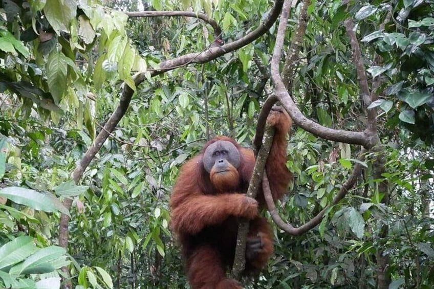 An orangutan clinging to a tree branch amidst dense foliage. 2