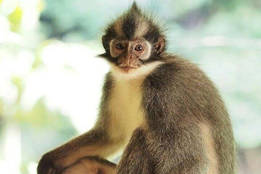 A monkey with grey and white fur, sitting on a branch. 5