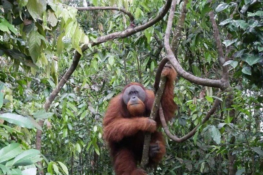 Bukit Lawang Full Day Private Jungle Trekking To See Orangutans 2