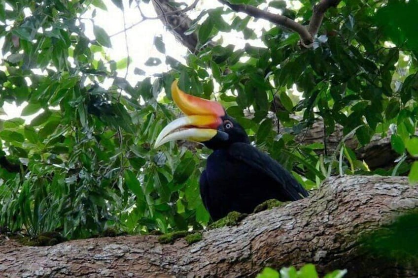 A toucan with a large, colorful beak perched on a tree branch. 4
