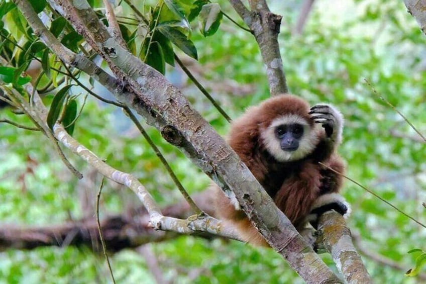 A monkey clinging to a tree branch in a forested area. 3
