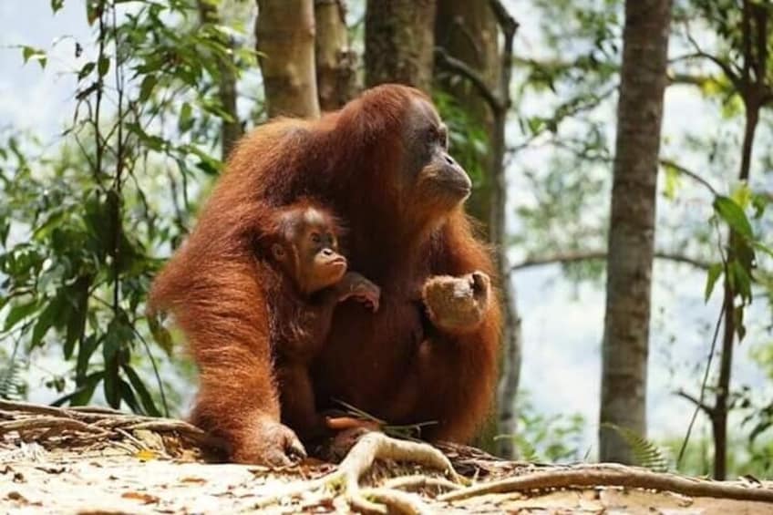 An orangutan sitting on the forest floor with a baby orangutan. 1