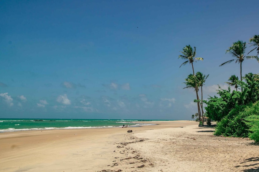 A beach with palm trees, a clear sky, and footprints leading to the water. 2