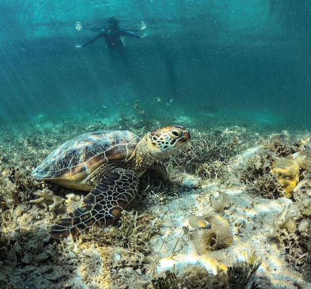Une tortue de mer sur un récif corallien, avec un plongeur en arrière-plan. 2