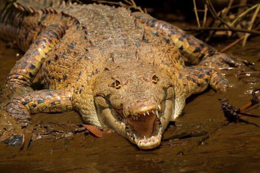 A crocodile in water with its mouth open, surrounded by vegetation. 1