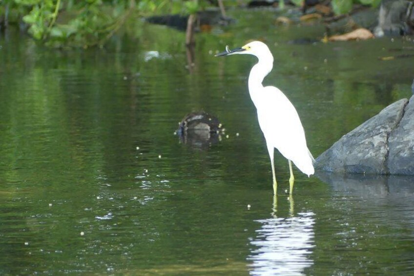 A white bird standing in water with a reflection on the surface. 2
