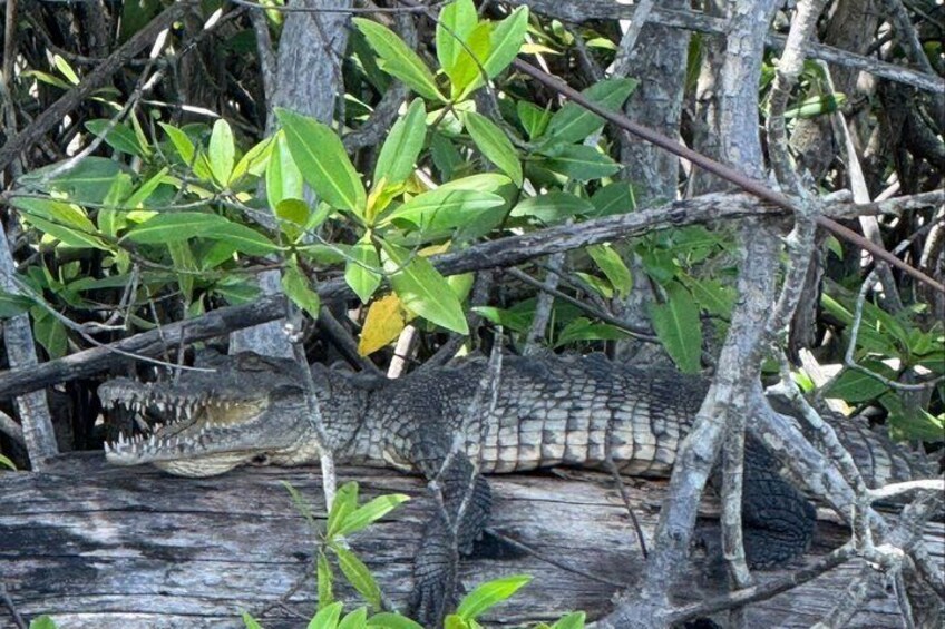 A crocodile in a natural, wooded habitat with dense foliage and a fallen log. 3