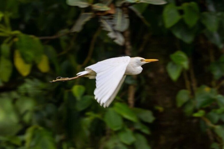 A white bird in flight with a yellow beak, surrounded by dense green foliage. 4