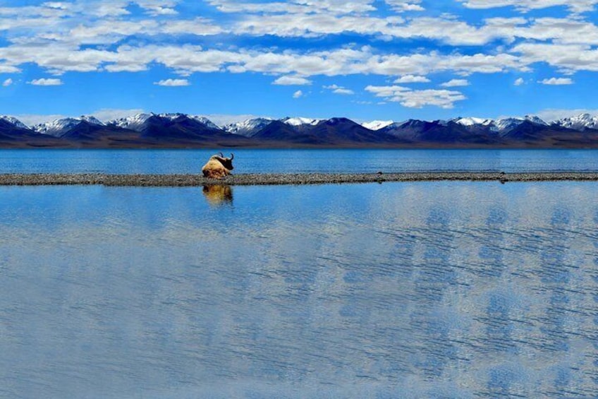 A bull by a calm lake with mountains in the background. 1