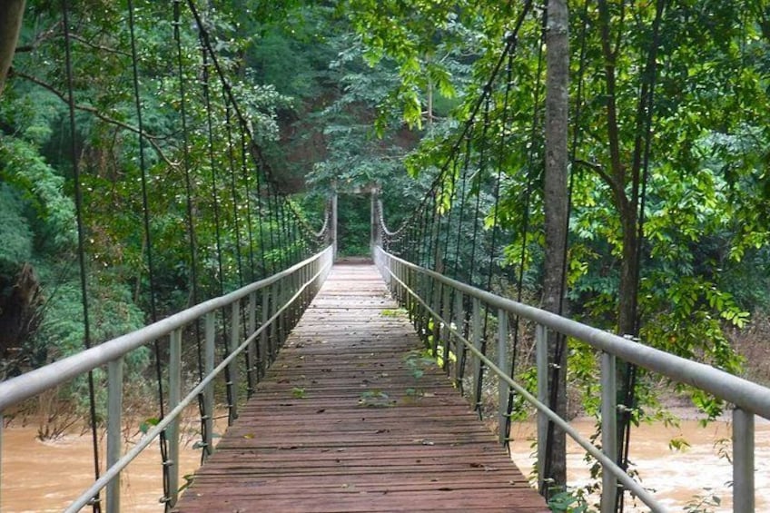 A wooden suspension bridge surrounded by dense forest. 5
