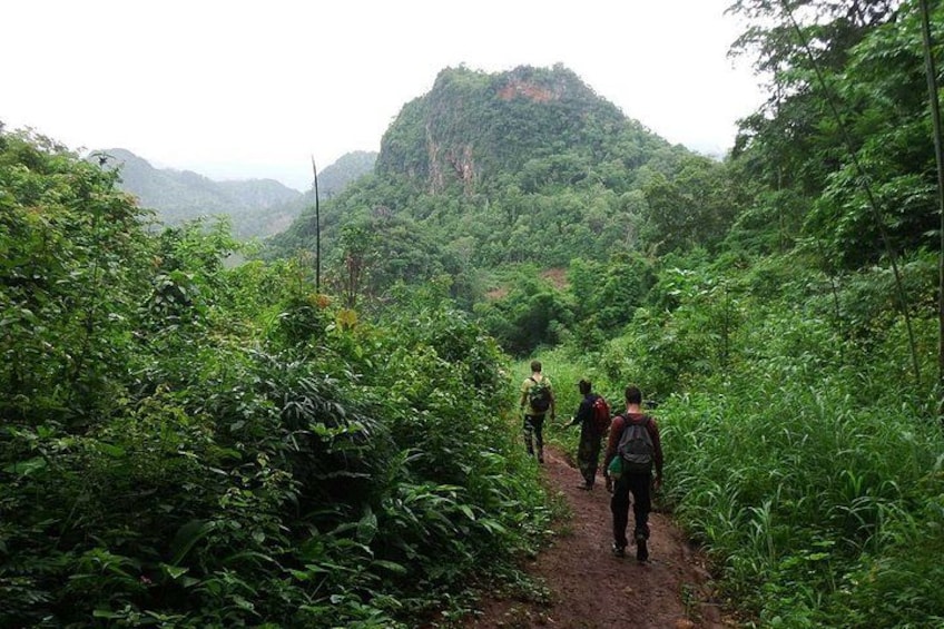 A group of hikers on a narrow forest trail surrounded by dense vegetation and a mountain in the background. 3