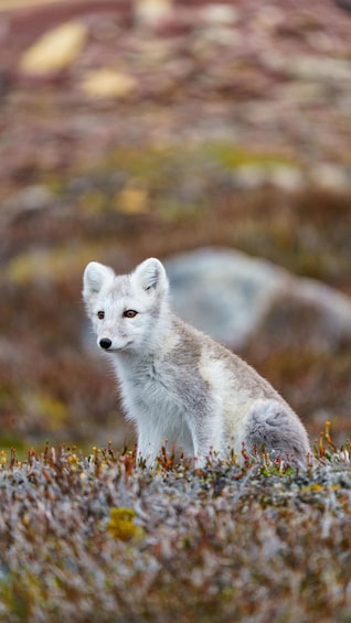 A fox sitting on a mossy surface with a blurred natural background. 1