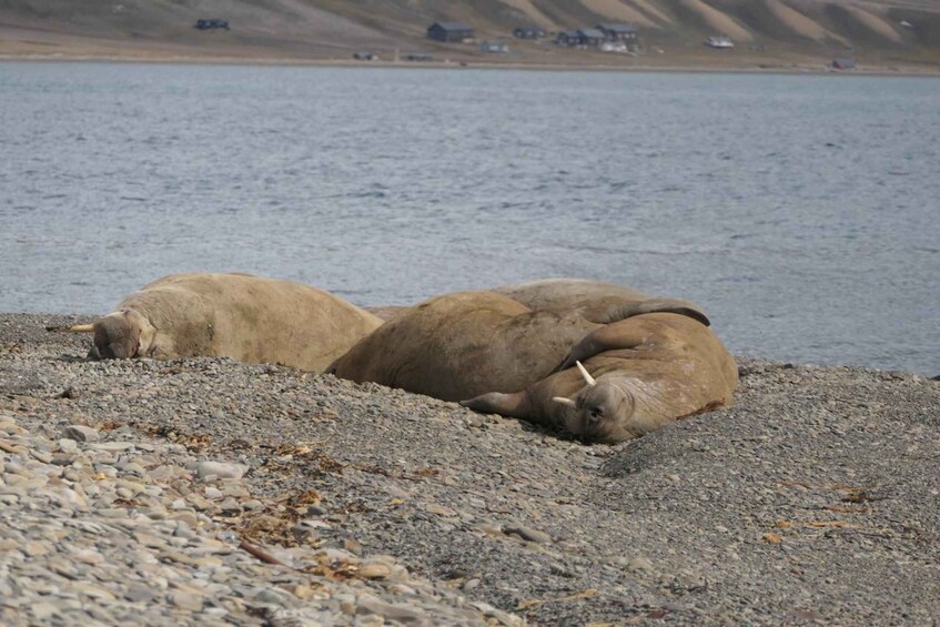 Picture 4 for Activity Longyearbyen: Bjørndalen Arctic Walk with Snacks & Guide 4