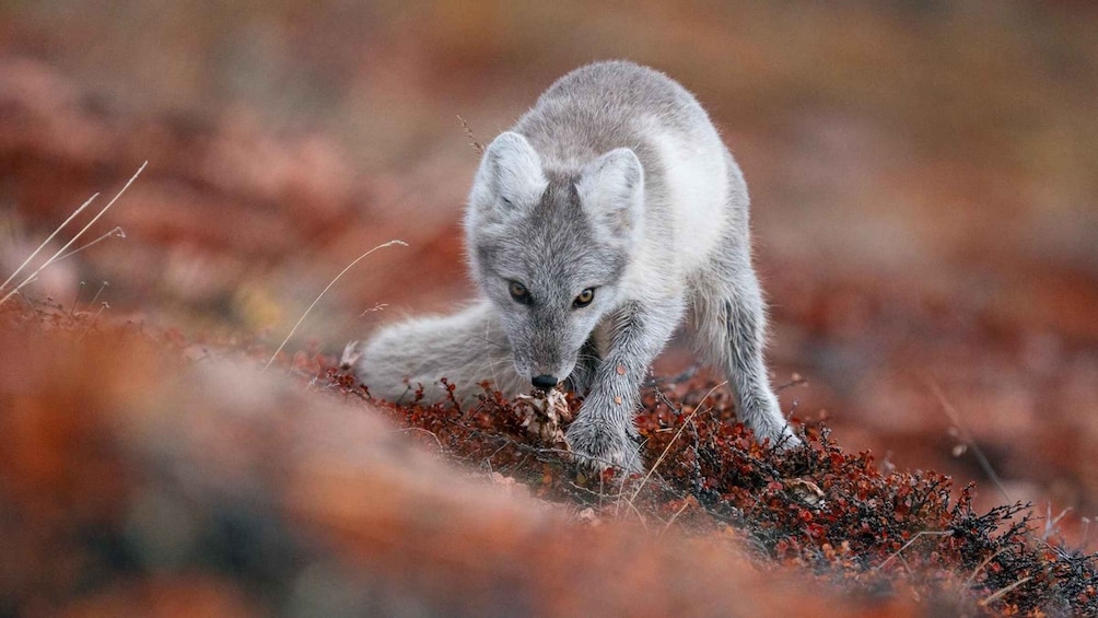A fox in a natural setting with reddish foliage. 4