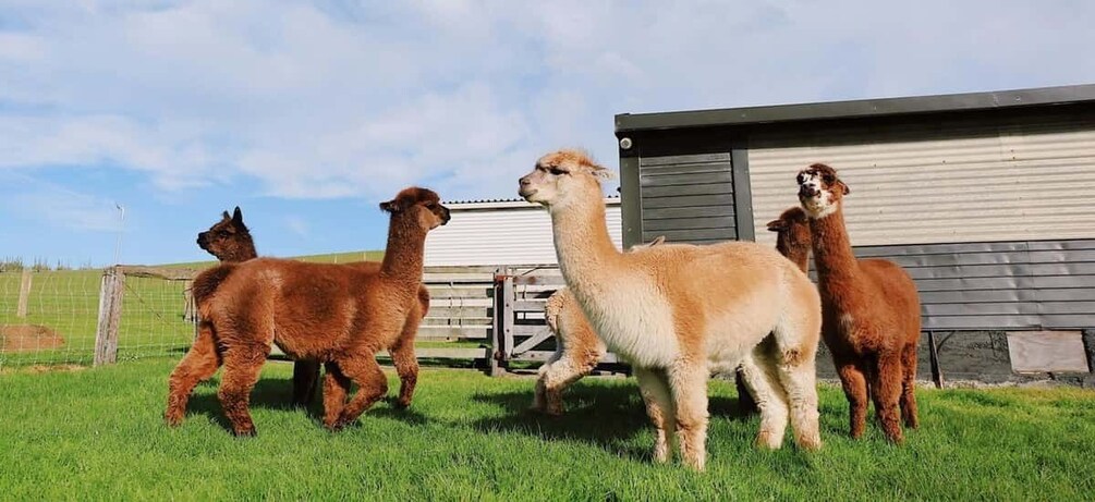 Four alpacas in a grassy field with a barn in the background. 5